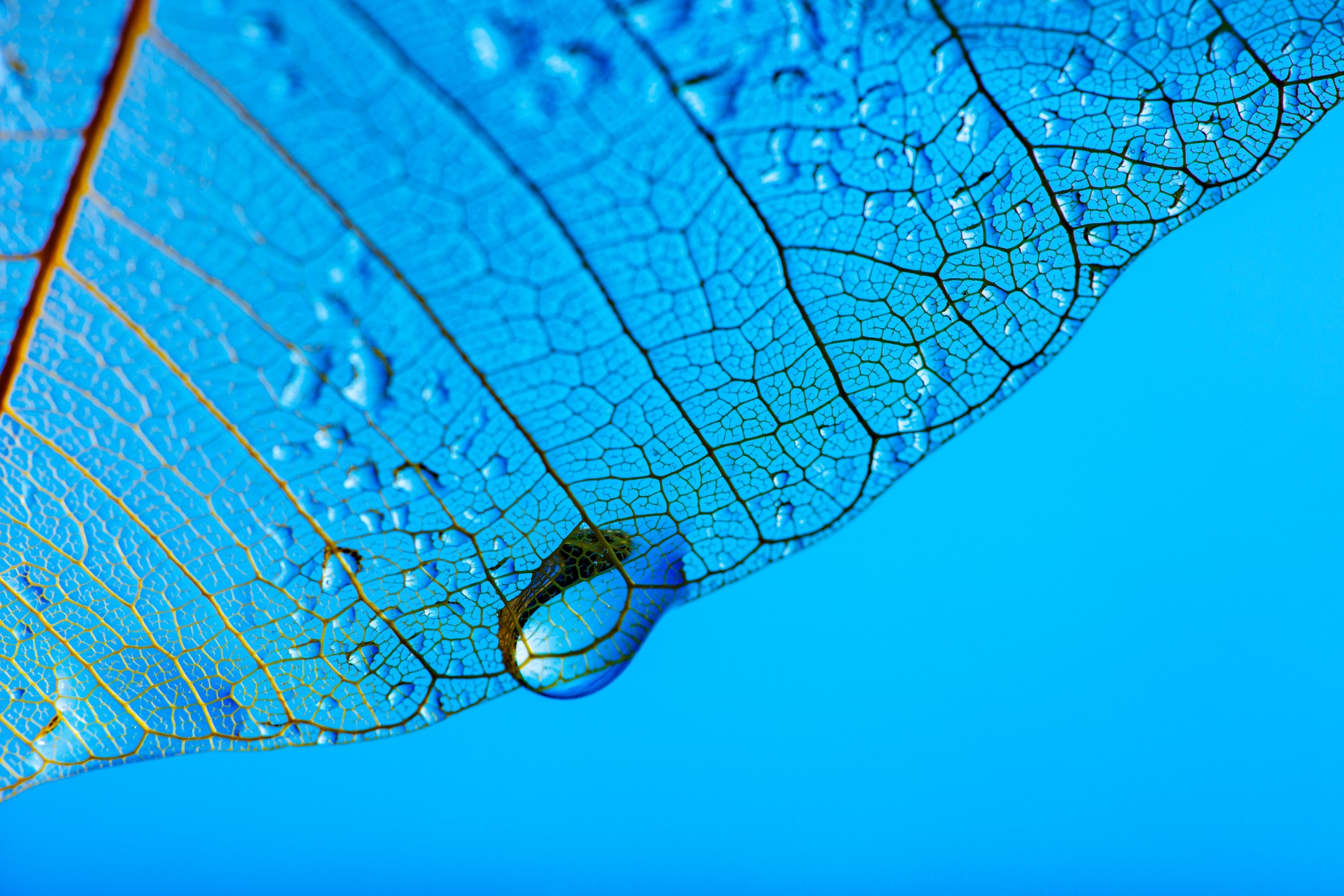 Dew suspended on the fine branching veins of a blue leaf skeleton