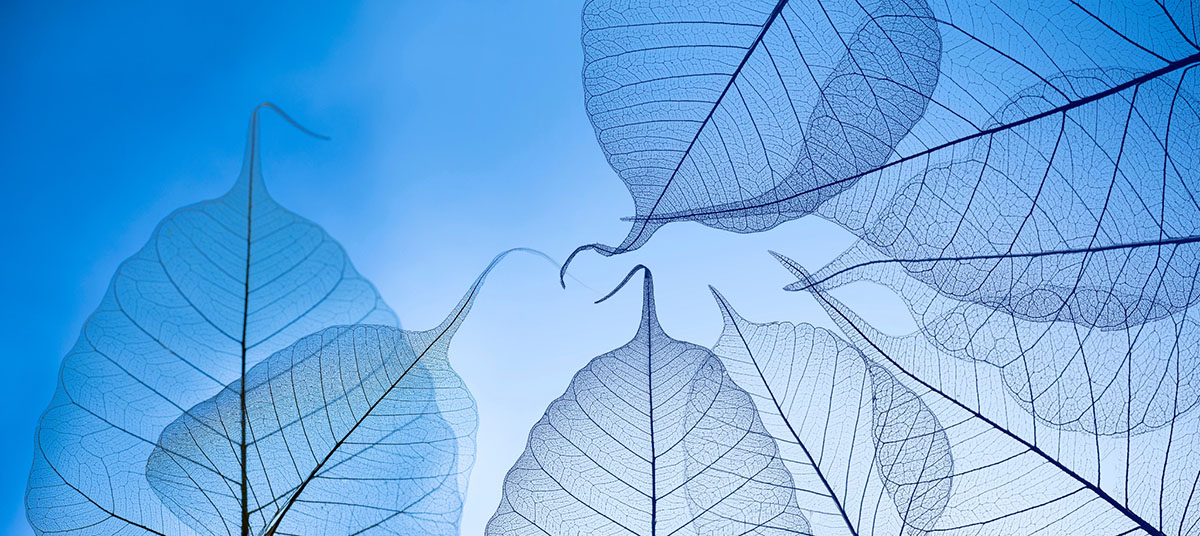 Translucent blue leaves with branching veins arranged around an open centre